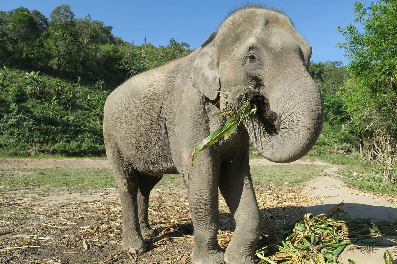Rescued elephant feeding at an ethical sanctuary in the Chiang Mai jungle